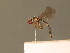  ( - BC_ZSM_DIP_00406)  @11 [ ] CreativeCommons - Attribution Non-Commercial Share-Alike (2010) Stefan Schmidt SNSB, Zoologische Staatssammlung Muenchen