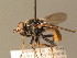  ( - BC_ZSM_DIP_00408)  @11 [ ] CreativeCommons - Attribution Non-Commercial Share-Alike (2010) Stefan Schmidt SNSB, Zoologische Staatssammlung Muenchen