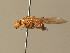  ( - BC_ZSM_DIP_00416)  @11 [ ] CreativeCommons - Attribution Non-Commercial Share-Alike (2010) Stefan Schmidt SNSB, Zoologische Staatssammlung Muenchen