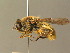  (Stratiomys concinna - BC_ZSM_DIP_00431)  @11 [ ] CreativeCommons - Attribution Non-Commercial Share-Alike (2010) Stefan Schmidt SNSB, Zoologische Staatssammlung Muenchen