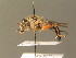  ( - BC_ZSM_DIP_00436)  @11 [ ] CreativeCommons - Attribution Non-Commercial Share-Alike (2010) Stefan Schmidt SNSB, Zoologische Staatssammlung Muenchen