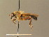 (Stratiomys longicornis - BC_ZSM_DIP_00437)  @11 [ ] CreativeCommons - Attribution Non-Commercial Share-Alike (2010) Stefan Schmidt SNSB, Zoologische Staatssammlung Muenchen