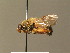  ( - BC_ZSM_DIP_00438)  @11 [ ] CreativeCommons - Attribution Non-Commercial Share-Alike (2010) Stefan Schmidt SNSB, Zoologische Staatssammlung Muenchen