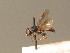  (Allognosta vagans - BC_ZSM_DIP_00276)  @11 [ ] CreativeCommons - Attribution Non-Commercial Share-Alike (2010) Unspecified SNSB, Zoologische Staatssammlung Muenchen