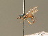  ( - BC_ZSM_DIP_00327)  @11 [ ] CreativeCommons - Attribution Non-Commercial Share-Alike (2010) Unspecified SNSB, Zoologische Staatssammlung Muenchen