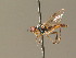  ( - BC_ZSM_DIP_00329)  @11 [ ] CreativeCommons - Attribution Non-Commercial Share-Alike (2010) Unspecified SNSB, Zoologische Staatssammlung Muenchen