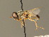  (Odontomyia angulata - BC_ZSM_DIP_00355)  @11 [ ] CreativeCommons - Attribution Non-Commercial Share-Alike (2010) Unspecified SNSB, Zoologische Staatssammlung Muenchen