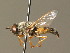  (Odontomyia hydroleon - BC_ZSM_DIP_00363)  @11 [ ] CreativeCommons - Attribution Non-Commercial Share-Alike (2010) Unspecified SNSB, Zoologische Staatssammlung Muenchen