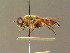  ( - BC_ZSM_DIP_00371)  @11 [ ] CreativeCommons - Attribution Non-Commercial Share-Alike (2010) Unspecified SNSB, Zoologische Staatssammlung Muenchen