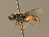  ( - BC_ZSM_DIP_00373)  @11 [ ] CreativeCommons - Attribution Non-Commercial Share-Alike (2010) Unspecified SNSB, Zoologische Staatssammlung Muenchen