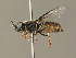  ( - BC_ZSM_DIP_00374)  @11 [ ] CreativeCommons - Attribution Non-Commercial Share-Alike (2010) Unspecified SNSB, Zoologische Staatssammlung Muenchen