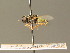  ( - BC_ZSM_DIP_00377)  @11 [ ] CreativeCommons - Attribution Non-Commercial Share-Alike (2010) Unspecified SNSB, Zoologische Staatssammlung Muenchen