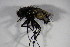  (Eriothrix monticola - DIP 04213)  @11 [ ] CreativeCommons - Attribution Non-Commercial Share-Alike (2015) Unspecified SNSB, Zoologische Staatssammlung Muenchen