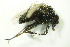  ( - DIP 05594)  @13 [ ] CreativeCommons - Attribution Non-Commercial Share-Alike (2015) Unspecified SNSB, Zoologische Staatssammlung Muenchen