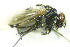  ( - DIP 05601)  @13 [ ] CreativeCommons - Attribution Non-Commercial Share-Alike (2015) Unspecified SNSB, Zoologische Staatssammlung Muenchen