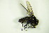  ( - DIP 05659)  @11 [ ] CreativeCommons - Attribution Non-Commercial Share-Alike (2015) Unspecified SNSB, Zoologische Staatssammlung Muenchen