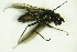  ( - DIP 05671)  @12 [ ] CreativeCommons - Attribution Non-Commercial Share-Alike (2015) Unspecified SNSB, Zoologische Staatssammlung Muenchen