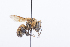  ( - QCAZI_211845)  @13 [ ] Rita Hidalgo (2016) Rita Hidalgo PUCE