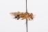 (Partamona ADA6554 - QCAZI_211879)  @13 [ ] Rita Hidalgo (2016) Rita Hidalgo PUCE
