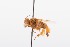  (Trigona ADA7925 - QCAZI_211887)  @13 [ ] Rita Hidalgo (2016) Rita Hidalgo PUCE