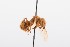 ( - QCAZI_211888)  @12 [ ] Rita Hidalgo (2016) Rita Hidalgo PUCE