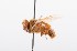  ( - QCAZI_211889)  @12 [ ] Rita Hidalgo (2016) Rita Hidalgo PUCE