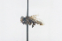  (Trigona ADA8945 - QCAZI_211895)  @12 [ ] Rita Hidalgo (2016) Rita Hidalgo PUCE