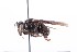  (Trigona AEG8831 - QCAZI_212332)  @13 [ ] Rita Hidalgo (2016) Rita Hidalgo PUCE