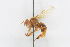  (Trigona dallatorreana - QCAZI_24503)  @11 [ ] Rita Hidalgo (2016) Rita Hidalgo PUCE