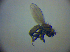  (Philotelma parvum - BC ZSM DIP 01905)  @11 [ ] CreativeCommons - Attribution Non-Commercial Share-Alike (2010) Zoologische Staatssammlung Muenchen SNSB, Zoologische Staatssammlung Muenchen