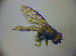  ( - BC ZSM DIP 01906)  @12 [ ] CreativeCommons - Attribution Non-Commercial Share-Alike (2010) Zoologische Staatssammlung Muenchen SNSB, Zoologische Staatssammlung Muenchen