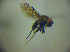  ( - BC ZSM DIP 01909)  @12 [ ] CreativeCommons - Attribution Non-Commercial Share-Alike (2010) Zoologische Staatssammlung Muenchen SNSB, Zoologische Staatssammlung Muenchen