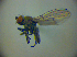  (Lamproscatella sibilans - BC ZSM DIP 01910)  @12 [ ] CreativeCommons - Attribution Non-Commercial Share-Alike (2010) Zoologische Staatssammlung Muenchen SNSB, Zoologische Staatssammlung Muenchen