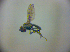  (Haloscatella - BC ZSM DIP 01915)  @13 [ ] CreativeCommons - Attribution Non-Commercial Share-Alike (2010) Zoologische Staatssammlung Muenchen SNSB, Zoologische Staatssammlung Muenchen
