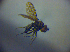  (Limnellia surturi - BC ZSM DIP 01916)  @12 [ ] CreativeCommons - Attribution Non-Commercial Share-Alike (2010) Zoologische Staatssammlung Muenchen SNSB, Zoologische Staatssammlung Muenchen