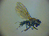  ( - BC ZSM DIP 01923)  @11 [ ] CreativeCommons - Attribution Non-Commercial Share-Alike (2010) Zoologische Staatssammlung Muenchen SNSB, Zoologische Staatssammlung Muenchen