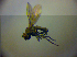  ( - BC ZSM DIP 01934)  @12 [ ] CreativeCommons - Attribution Non-Commercial Share-Alike (2010) Zoologische Staatssammlung Muenchen SNSB, Zoologische Staatssammlung Muenchen