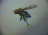  ( - BC ZSM DIP 01935)  @12 [ ] CreativeCommons - Attribution Non-Commercial Share-Alike (2010) Zoologische Staatssammlung Muenchen SNSB, Zoologische Staatssammlung Muenchen