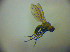  ( - BC ZSM DIP 01936)  @12 [ ] CreativeCommons - Attribution Non-Commercial Share-Alike (2010) Zoologische Staatssammlung Muenchen SNSB, Zoologische Staatssammlung Muenchen