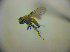  ( - BC ZSM DIP 01940)  @12 [ ] CreativeCommons - Attribution Non-Commercial Share-Alike (2010) Zoologische Staatssammlung Muenchen SNSB, Zoologische Staatssammlung Muenchen