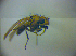  ( - BC ZSM DIP 01943)  @12 [ ] CreativeCommons - Attribution Non-Commercial Share-Alike (2010) Zoologische Staatssammlung Muenchen SNSB, Zoologische Staatssammlung Muenchen