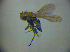  ( - BC ZSM DIP 01944)  @12 [ ] CreativeCommons - Attribution Non-Commercial Share-Alike (2010) Zoologische Staatssammlung Muenchen SNSB, Zoologische Staatssammlung Muenchen