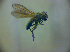  (Scatella subguttata - BC ZSM DIP 01946)  @13 [ ] CreativeCommons - Attribution Non-Commercial Share-Alike (2010) Zoologische Staatssammlung Muenchen SNSB, Zoologische Staatssammlung Muenchen