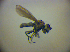  (Scatophila despecta - BC ZSM DIP 01947)  @12 [ ] CreativeCommons - Attribution Non-Commercial Share-Alike (2010) Zoologische Staatssammlung Muenchen SNSB, Zoologische Staatssammlung Muenchen