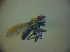  ( - BC ZSM DIP 01948)  @12 [ ] CreativeCommons - Attribution Non-Commercial Share-Alike (2010) Zoologische Staatssammlung Muenchen SNSB, Zoologische Staatssammlung Muenchen