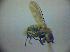  (Scatophila mesogramma - BC ZSM DIP 01953)  @12 [ ] CreativeCommons - Attribution Non-Commercial Share-Alike (2010) Zoologische Staatssammlung Muenchen SNSB, Zoologische Staatssammlung Muenchen