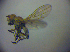  ( - BC ZSM DIP 01954)  @12 [ ] CreativeCommons - Attribution Non-Commercial Share-Alike (2010) Zoologische Staatssammlung Muenchen SNSB, Zoologische Staatssammlung Muenchen