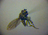  ( - BC ZSM DIP 01959)  @12 [ ] CreativeCommons - Attribution Non-Commercial Share-Alike (2010) Zoologische Staatssammlung Muenchen SNSB, Zoologische Staatssammlung Muenchen