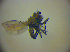  ( - BC ZSM DIP 01961)  @12 [ ] CreativeCommons - Attribution Non-Commercial Share-Alike (2010) Zoologische Staatssammlung Muenchen SNSB, Zoologische Staatssammlung Muenchen