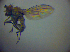  (Scatophila caviceps - BC ZSM DIP 01962)  @13 [ ] CreativeCommons - Attribution Non-Commercial Share-Alike (2010) Zoologische Staatssammlung Muenchen SNSB, Zoologische Staatssammlung Muenchen